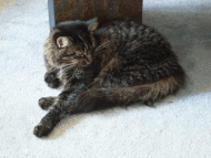Un chat alterne des phases de veille et d'endormissement sous forme d'animation.
