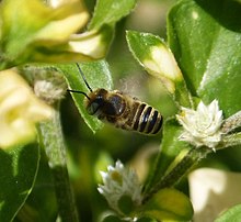 Kleine Biene. Megachile singularis männlich - Flickr - gailhampshire (1) .jpg