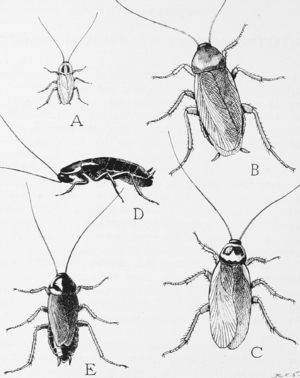 Common household roaches A. German cockroach, ...