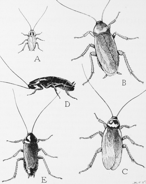 File:Snodgrass common household roaches.png