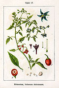 Solanum dulcamara Sturm17.jpg