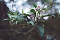 Solanum storkii