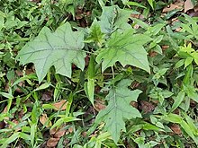 Solanum stramoniifolium 241194928.jpg