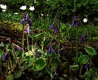 Soldanella villosa