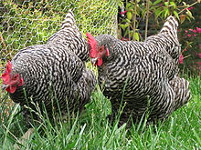 two grey hens with black-and-white barred plumage