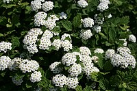 Spiraea dasyantha