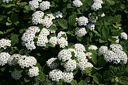 Spiraea dasyantha ind Mount Ibuki 2011-06-26. jpg