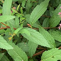 Spiraea japonica leaves