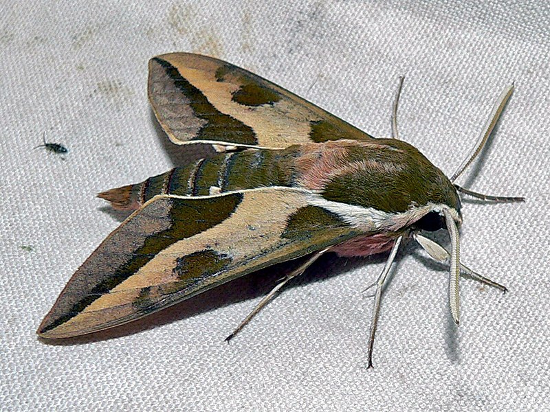 File:Spurge Hawk-moth (Hyles euphorbiae) (8332368519).jpg