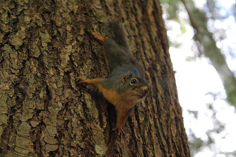 File:Squirrel at the Capilano Suspension Bridge Park, August 2017.jpg