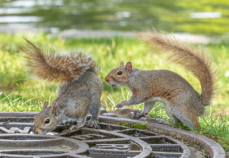 File:Squirrel lordosis behavior (10767).jpg