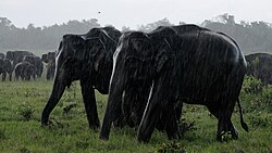 SriLanka Elephants (pixinn.net).jpg