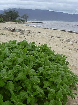 Kanaha Beach területén (Maui, Hawaii)