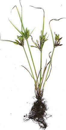 Starr 000919-9002 Cyperus compressus.jpg