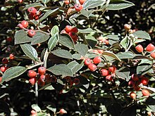 Starr 001221-0114 Cotoneaster pannosus.jpg