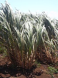 Sugarcane plantation in Escada Starr 030523-0142 Saccharum officinarum.jpg