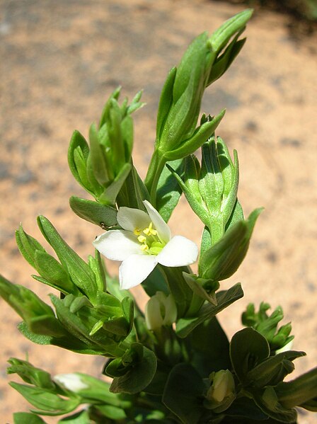 File:Starr 050317-5218 Centaurium sebaeoides.jpg