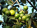 Toored guajaavid puus