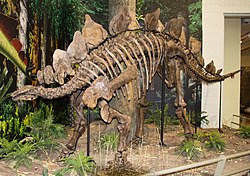 Main and others argued that Stegosaurus did not use its plates to regulate its body temperature. Stegosaurus ungulatus.jpg