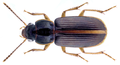 Stenolophus fugax