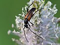 Stenurella melanura (Linnaeus, 1758)