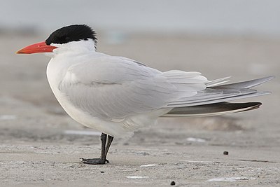 Foto van een Reuzenstern