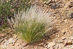 Description de l'image Stipagrostis uniplumis-0300 - Flickr - Ragnhild & Neil Crawford.jpg.