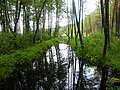 Polski: Ciek wodny o nazwie Struga - widok z kładki w kierunku jeziora Joninko English: Struga stream - a tributary of Wda and Wdzydze lake