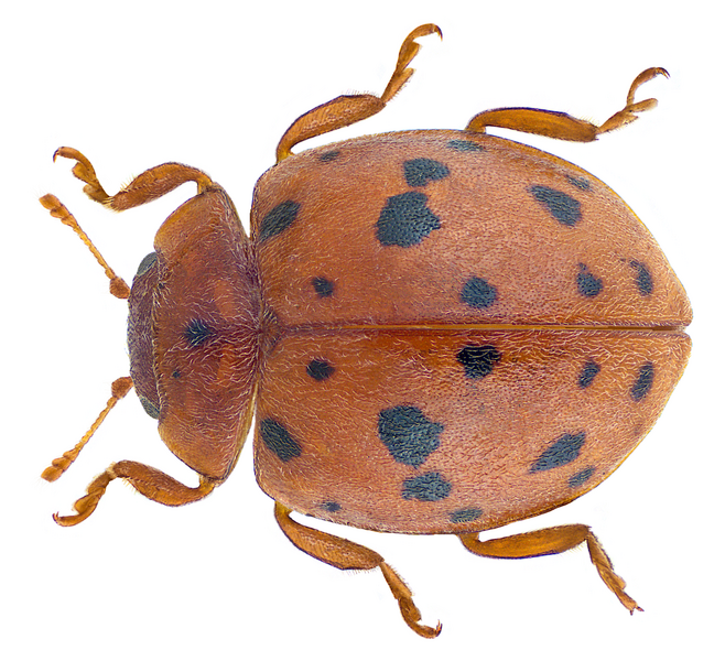 File:Subcoccinella vigintiquatuorpunctata (Linné, 1758) (30754559101).png