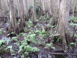 Swamp-Ferns-and-Bald-Cypress (26248379563).gif