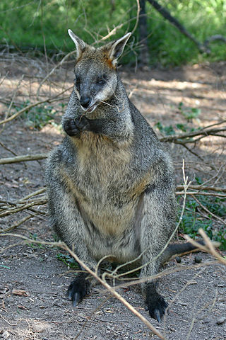 <span class="mw-page-title-main">Macropodinae</span> Subfamily of marsupials