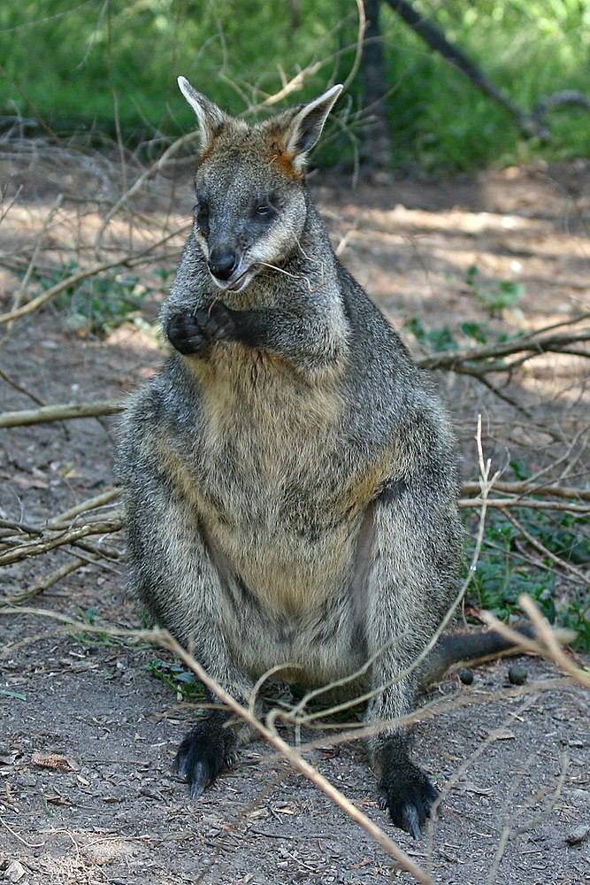 The average litter size of a Swamp wallaby is 1