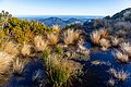 * Nomination Swamp by Mt Brown Hut, Lake Kaniere Scenic Reserve --Podzemnik 03:55, 13 November 2020 (UTC) * Promotion  Support Good quality -- Johann Jaritz 04:12, 13 November 2020 (UTC)