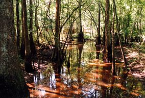 Болото в государственном парке Тикфо Луизиана.jpg