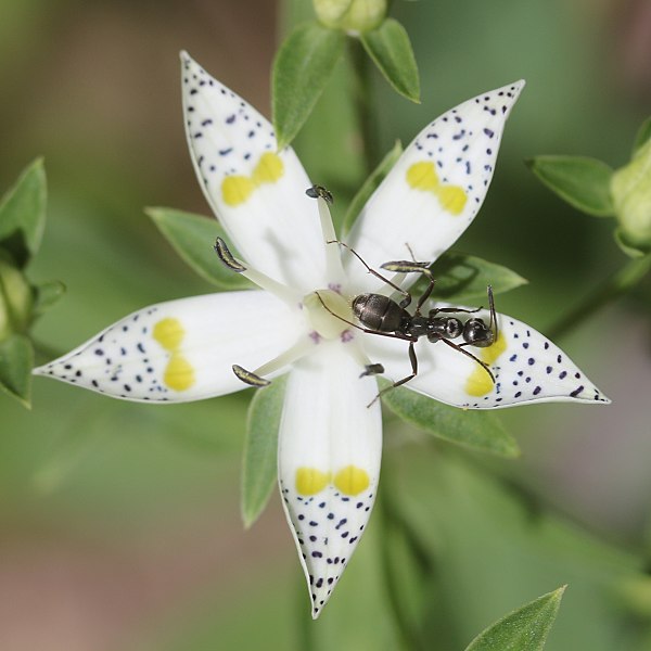 File:Swertia bimaculata (with ant s6).jpg