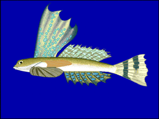 High-finned dragonet species of fish