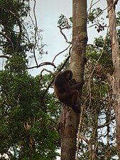 Owa Kalimantan (Hylobates albibarbis), endemik ring sisi kelod Kalimantan.