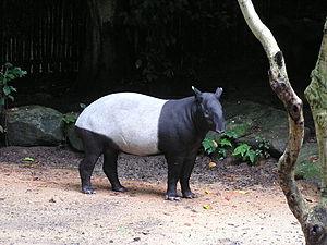 Saddleback tapir