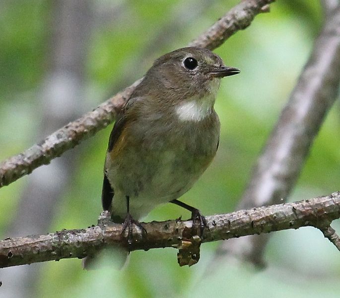 File:Tarsiger cyanurus (female crying).JPG