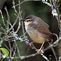 * Nomination Tawny-flanked prinia (Prinia subflava) immature, Kenya --Charlesjsharp 10:40, 16 November 2016 (UTC) * Promotion Looks all right. --Peulle 21:40, 16 November 2016 (UTC)