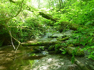 Taylor Creek flows through Lakeridge Park Taylor Creek.jpg