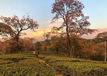 Tea garden in Dharamsala at sunset