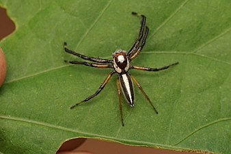 Telamonia dimidiata (Two-striped jumper)