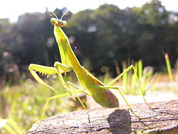 カマキリ　（かまきり）