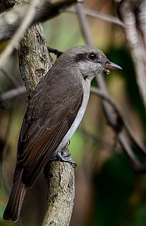 Large woodshrike species of bird