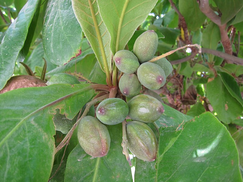 File:Terminalia catappa - Indian Badam 05.JPG