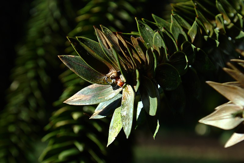 File:Tervuren, Araucaria Araucana III.jpg