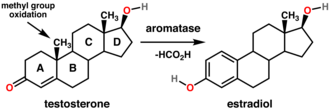 Conversion of testosterone to estradiol through the action of aromatase. Testosterone estradiol conversion.png