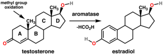 Conversion of testosterone to estradiol through the action of aromatase. Testosterone estradiol conversion.png