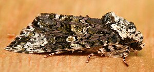 The Coronet moth - Craniophora ligustri.jpg